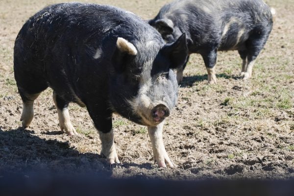 Responsible Sourcing